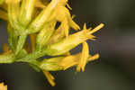 Woody goldenrod